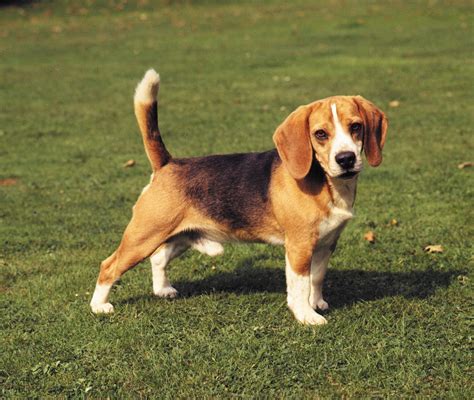 About The Breed Beagle Highland Canine Training Ph