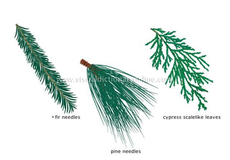 A conifer is a tree or shrub that produces cones as part of its sexual reproduction. examples of conifers - Video Search Engine at Search.com