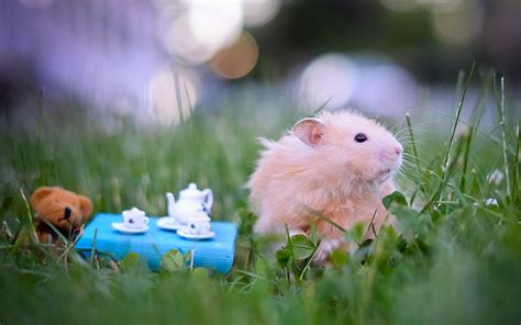 1920x1080px Free Download Hd Wallpaper White Rodent Hamster Toys