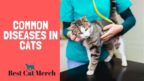 The 10 Most Common Diseases In Cats Otosection