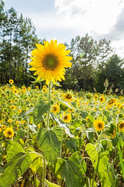 When seen from above, the auburn university logo is blooming! How to Grow Sunflowers | Growing sunflowers, Planting ...