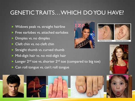 Ppt Genetic Traitswhich Do You Have Powerpoint