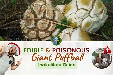 Giant Puffball Mushroom Poisonous And Edible Look Alikes