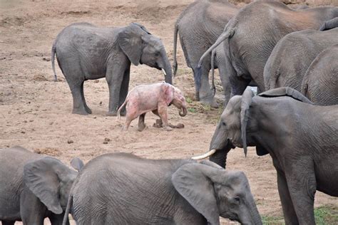 Is That Really A Pink Elephant Adorable Albino Calf Spotted In South