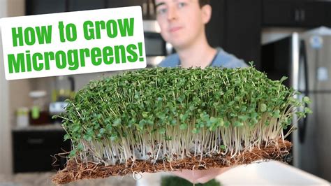 How To Grow Microgreens At Home ~ No Soil Youtube