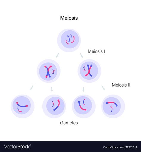 Meiosis Cell Division Royalty Free Vector Image