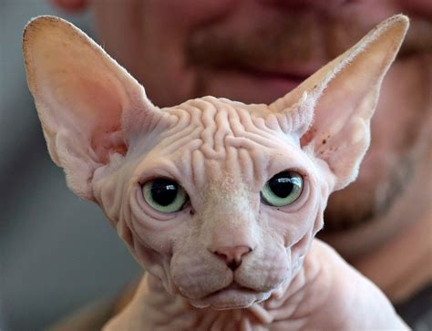 The Egyptian Sphynx Cat Breed Excite Animal