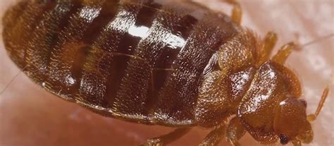 Myrtle Beach Bed Bug Cases ‘bad For Business Odysnews