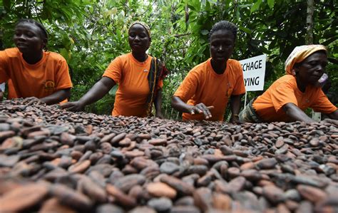 ‘its Difficult To Feed Our Families Volatile Cocoa Prices Are