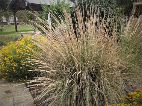 Proven Texas Tough Lindheimer Muhly Grass Great For Texas Landscapes