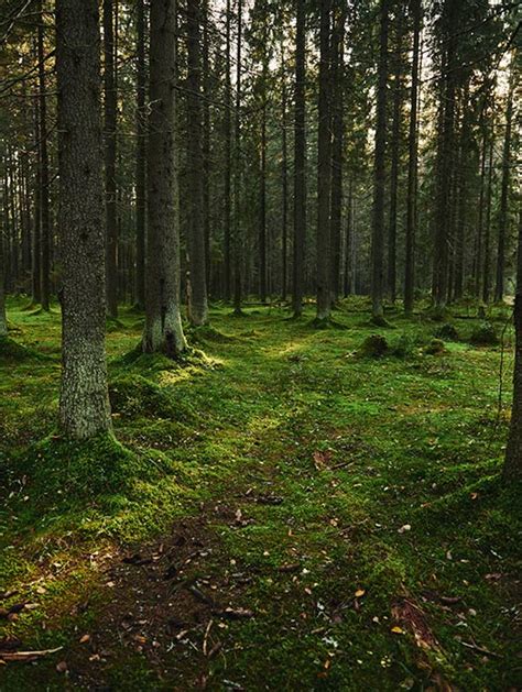 Coniferous Forest Plants List