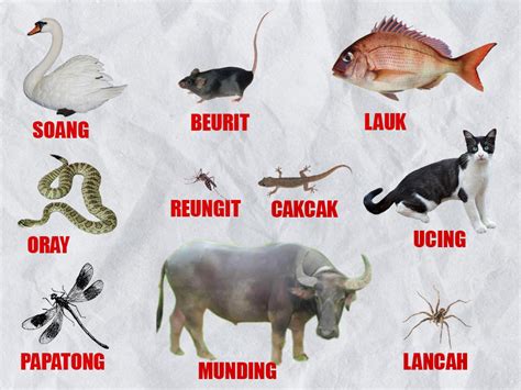 Belajar Mengenal Nama Nama Binatang Dalam Bahasa Sunda