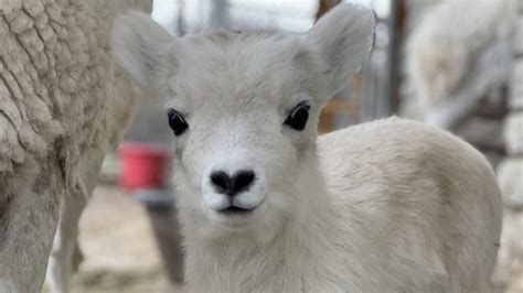 Baaa Rand New Baby Dall Lambs Greet Guests At Como Zoo