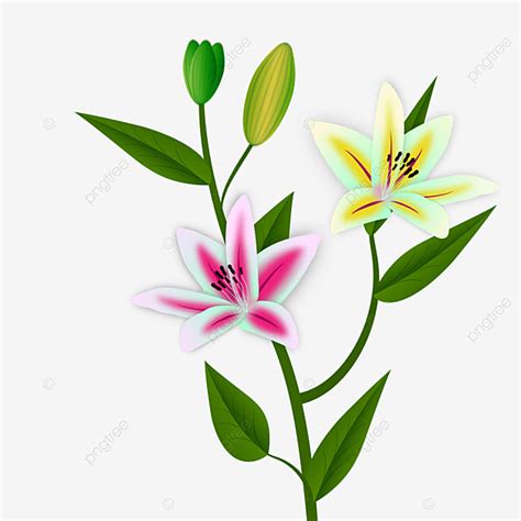 Colorul Lily Flower Vector Lily Flower Flower Flower Vector Png And