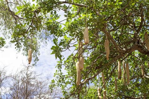 Sausage Tree Kigelia Growing In Africa In The Savannah Stock Image