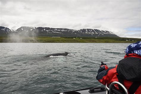 Closer To Nature Whale And Bird Watching From Akureyri