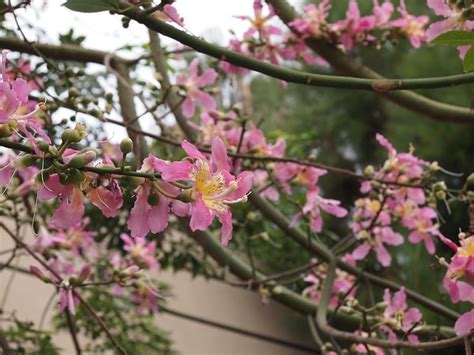 Cornus florida flowering dogwood tree. Flowering Now: Silk Floss Tree (Ceiba speciosa) - A ...