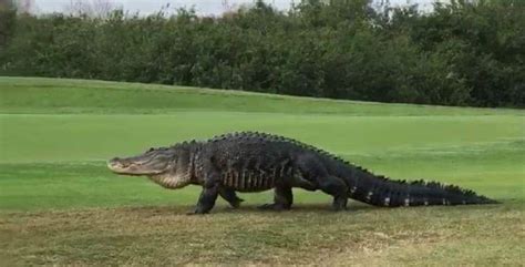 Giant Alligator Spotted On Florida Golf Course Sports Gossip
