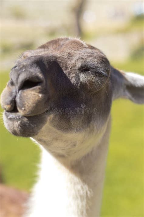 678 Smiling Llama Stock Photos Free And Royalty Free Stock Photos From