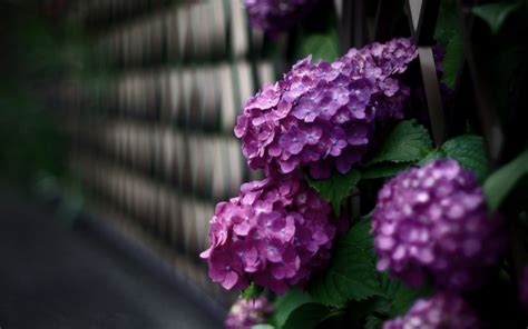 Hydrangea Wallpapers Pictures Images