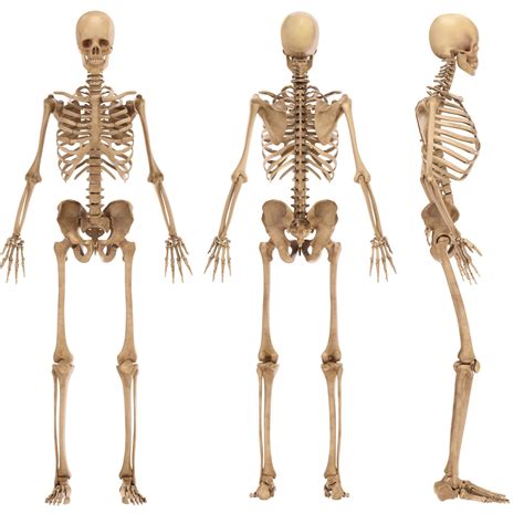 Hiv And Your Bones Poz