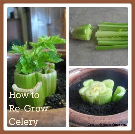 'groups of plants look good in bold blocks of colour, and if you have a few tatty plants, it's less likely to show,' he says. Step-by-step instructions for re-growing celery from ...