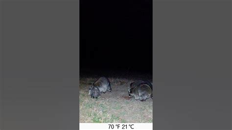 Trail Camera Raccoon And Opossum 6 Youtube