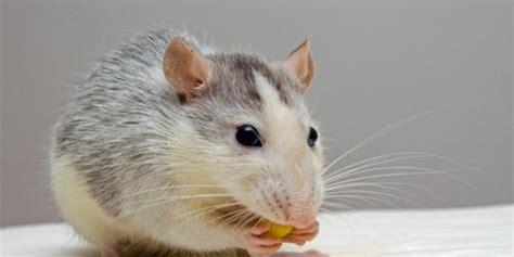They Discover That An African Rodent With Genetic Similarities To
