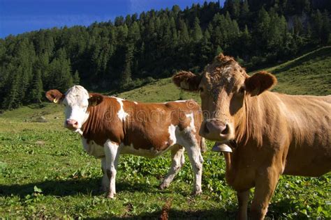 Cows In Mountain Meadow Stock Photo Image Of Livestock 6378296