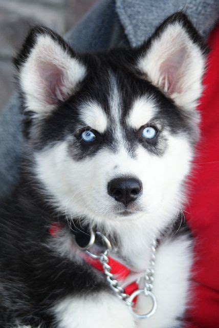 #husky #puppy #dog #husky puppies #cute #blackandwhite #black and white #eyes #blue #photo #photography #photooftheday #puppies #nom nom #husky puppies #animals #dog #dogs. omg husky puppies = cutest little hellions ever! :) | PinPoint