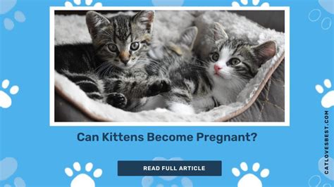 Can Kittens Get Pregnant Facts Verified By Vet