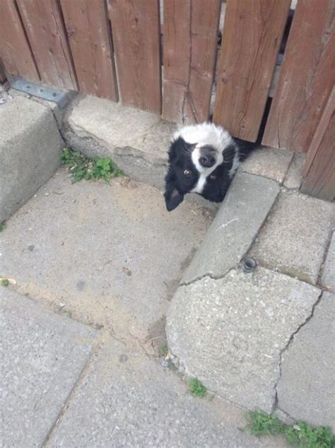16 Hilarious Border Collie That Could Care Less How Weird You Think