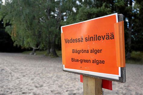 Sakeneva sinileväpuuro sulkee uimapaikkoja Espoossa - Vielä löytyy ...