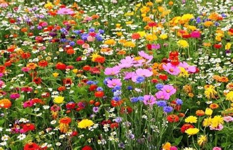 100g100000 100 Perennial Wild Flower Seed Mix Annual Meadow Plants