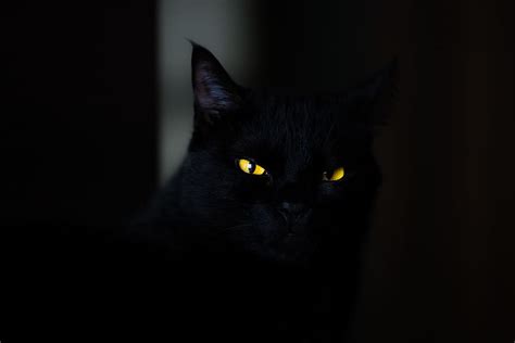 Hd Wallpaper Closeup Photo Of Black Cat Eye Yellow Eye Scary Fear