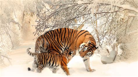 Tiger And Cub In The Snow 4k Ultra Hd Wallpaper Background Image