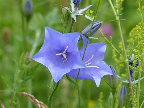 Free Images Nature Blossom Purple Petal Bloom Botany Blue