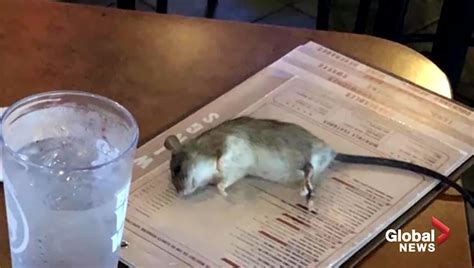 Woman Shocked After Rat Falls From Restaurant Ceiling Onto Table National Globalnewsca