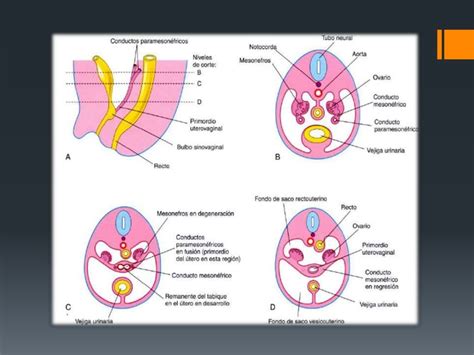Embriologia Ap Genital Femenino