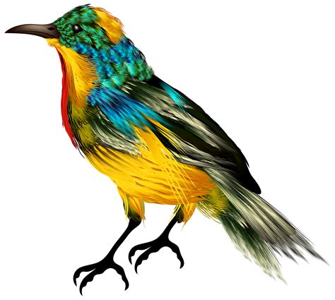 Colourful Bird Png Clipart Best Web Clipart
