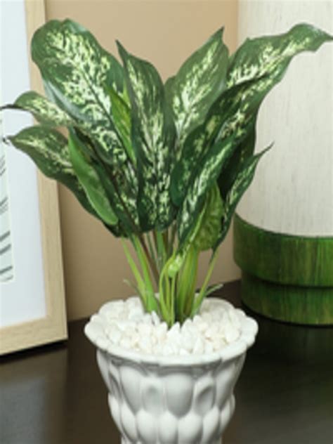 Buy Pollination Green Artificial Dieffenbachia Bonsai Plant With Pot