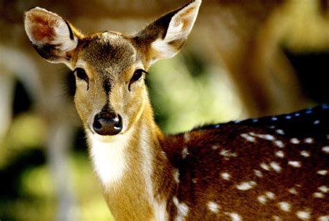 Deer Bi State Wildlife Hotline