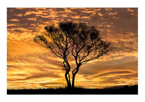 Sunset Tree Abi Warner Photography