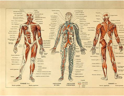 Meishe Art Vintage Poster Print Human Anatomy Reference
