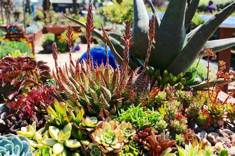 Create A Beautiful Desert Feature By Landscaping With Succulents