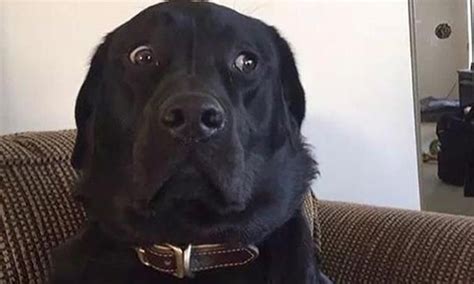 30 Best Labrador Memes Of All Time The Paws