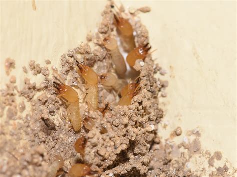 Subterranean Termites Damage Prevention And Control Npma