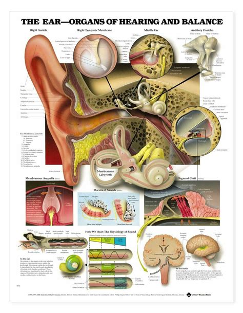 The Ear Ear Anatomy Human Anatomy And Physiology Anatomy