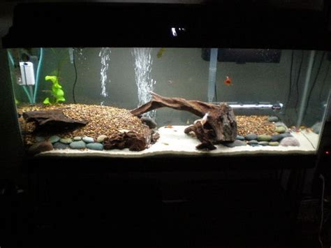 How To Set Up Paludarium Shrimp And Snail Breeder Fish Tank Landscape