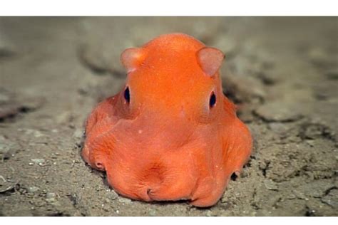 Octopus Adorabilis And It Is